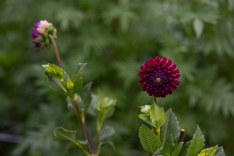 Dahlia Tubers/Lisianthus Plugs