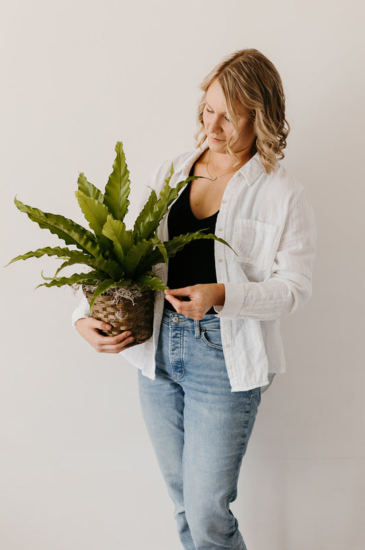 Petite Plant