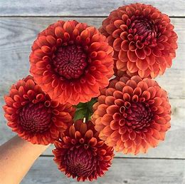 Brown Sugar Dahlia Tubers