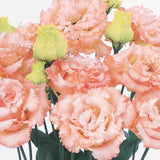 Lisianthus Mixed 6 Packs