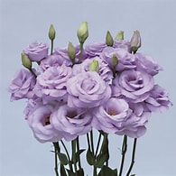 Lisianthus Mixed 6 Packs