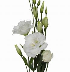 Lisianthus Mixed 6 Packs