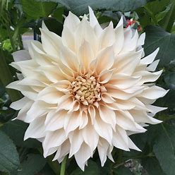Cafe Dahlia Tubers