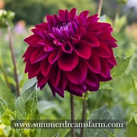 Diva Dahlia Tubers