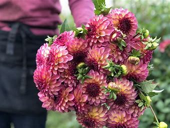 Foxy Lady Dahlia Tubers