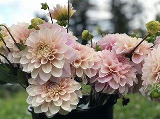 Sweet Nathalie Dahlia Tubers